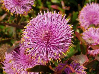 Isopogon cuneatus Australian native plant