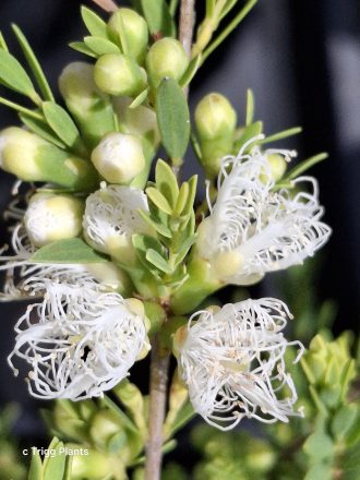 Melaleuca thymifolia White Lace Australian native plant