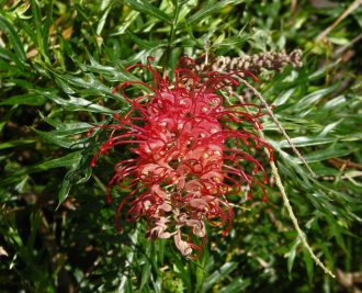 Grevillea Robyn Gordon Australian native plant