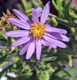 Olearia tenuifolia Australian native plant