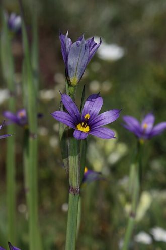 Sisyrinchium idahoense perennial plant