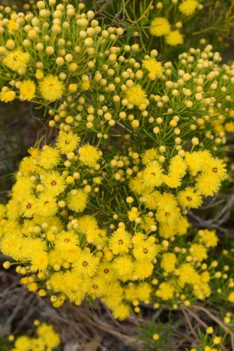 Verticordia chrysantha Australian native plant