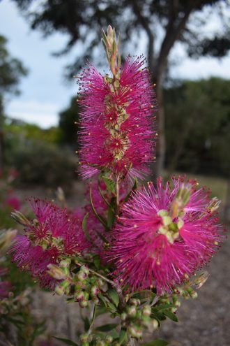 Callistemon Purple Cloud Australian native plant