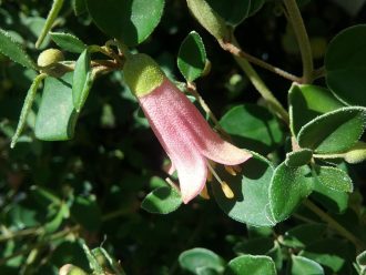 Correa pulchella Pink Mist Australian native plant