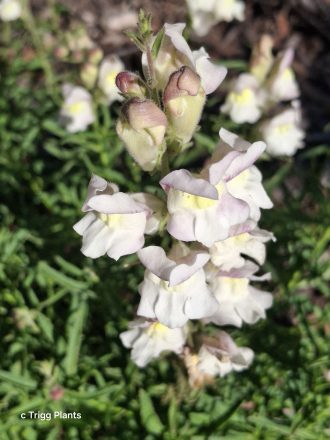 Antirrhinum siculum perennial plant