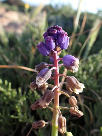 Bellevalia dubia ssp hackelii