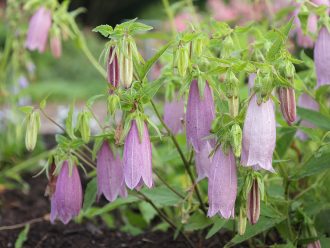 Campanula punctata pink perennial plant