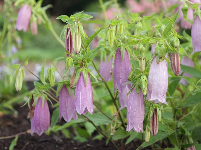 Campanula punctata pink perennial plant