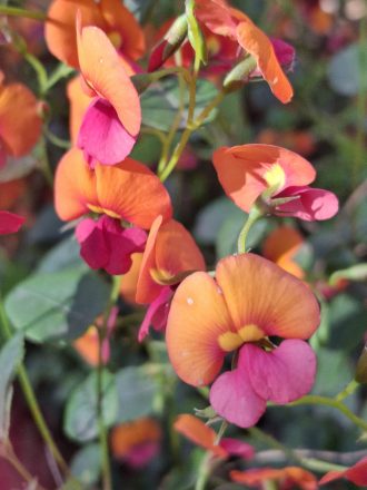 Chorizema varium Australian native plant