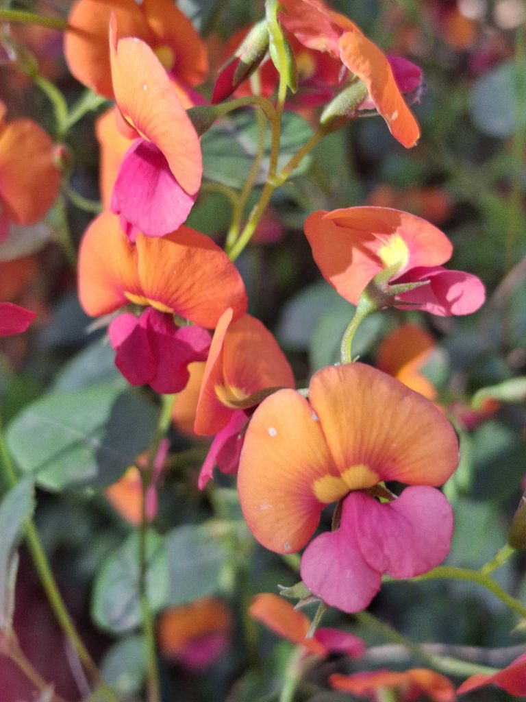 Chorizema varium Australian native plant