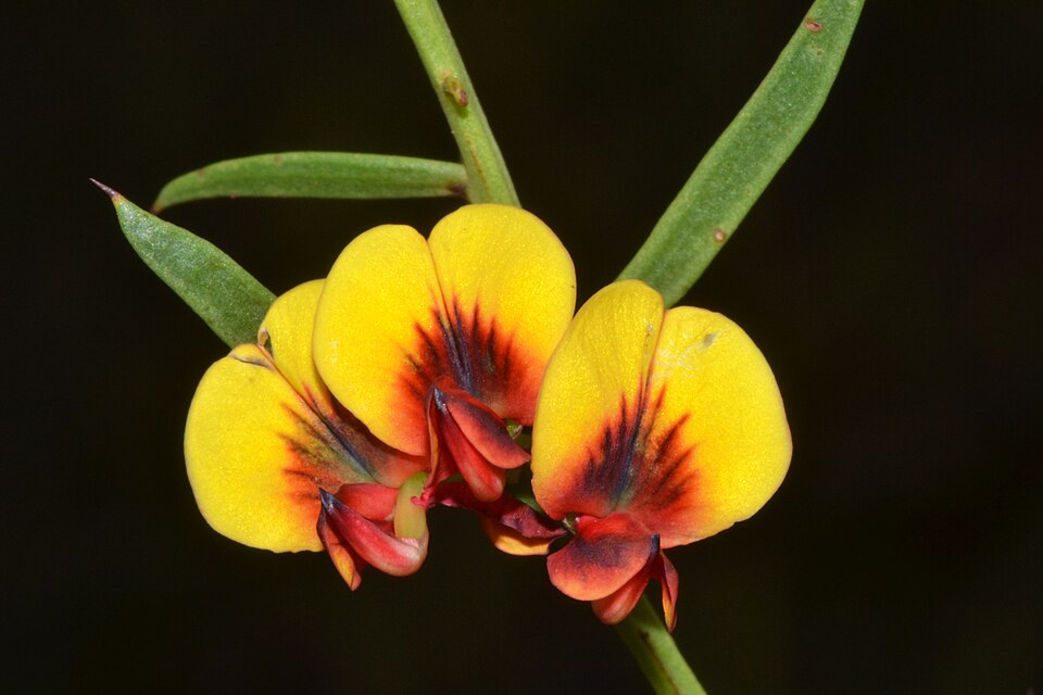 Daviesia angulata Australian native plant
