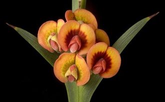 Daviesia decurrens Australian native plant