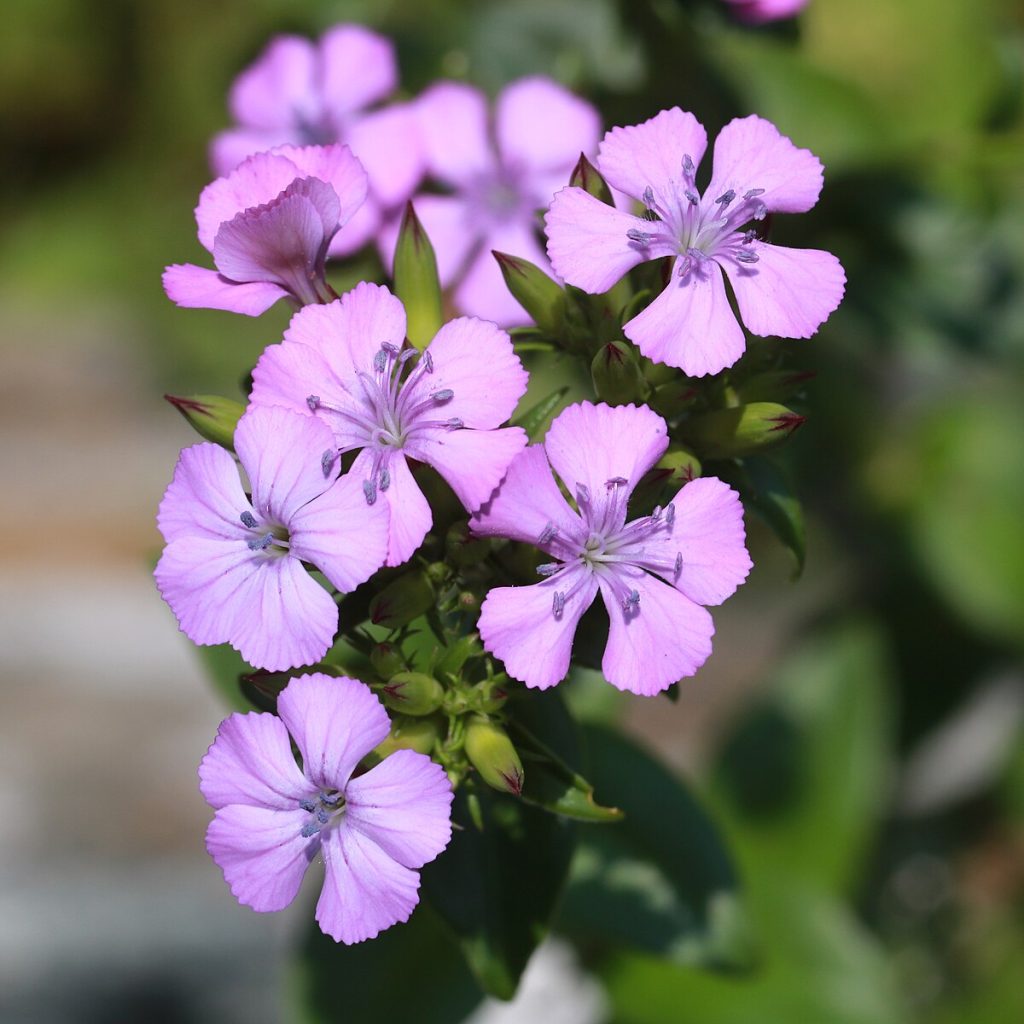 Dianthus japonicus perennial plant