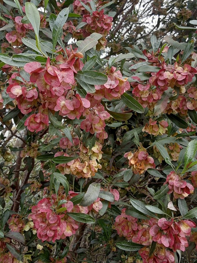 Dodonaea viscosa Australian native plant