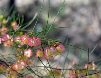 Dodonaea filifolia Australian native plant
