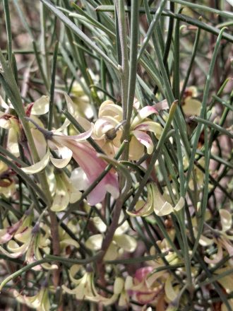 Eremophila oppositifolia cream Australian native plant
