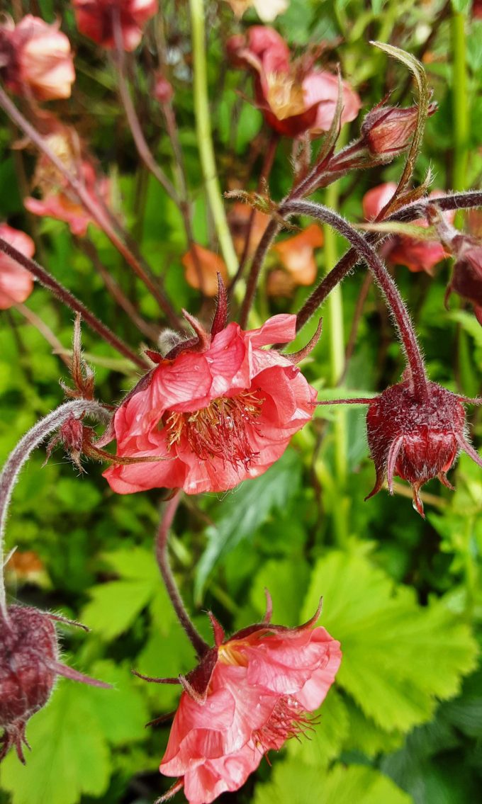 Geum Bell Bank perennial plant