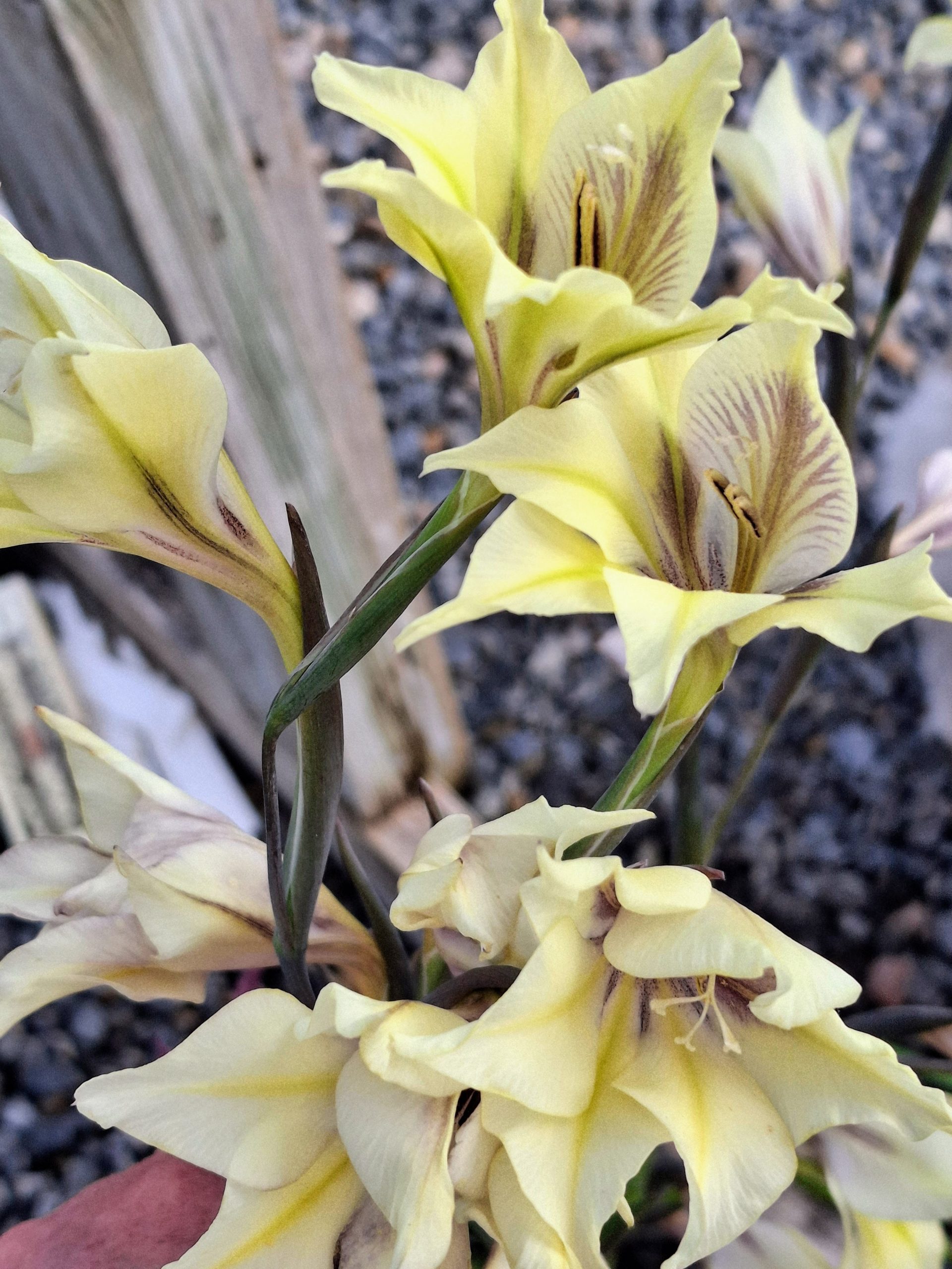 Gladiolus liliaceus 15 seeds - Image 2