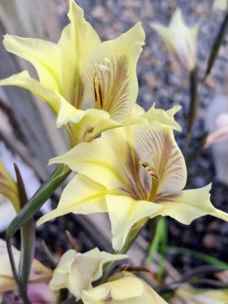 Gladiolus liliaceus 15 seeds