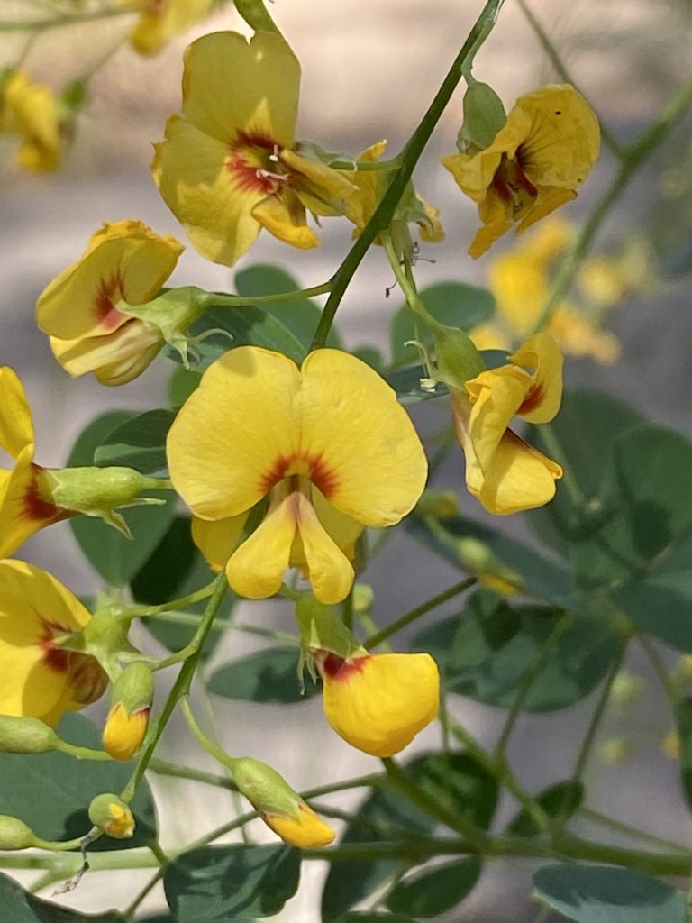 Goodia lotifolia Australian native plant