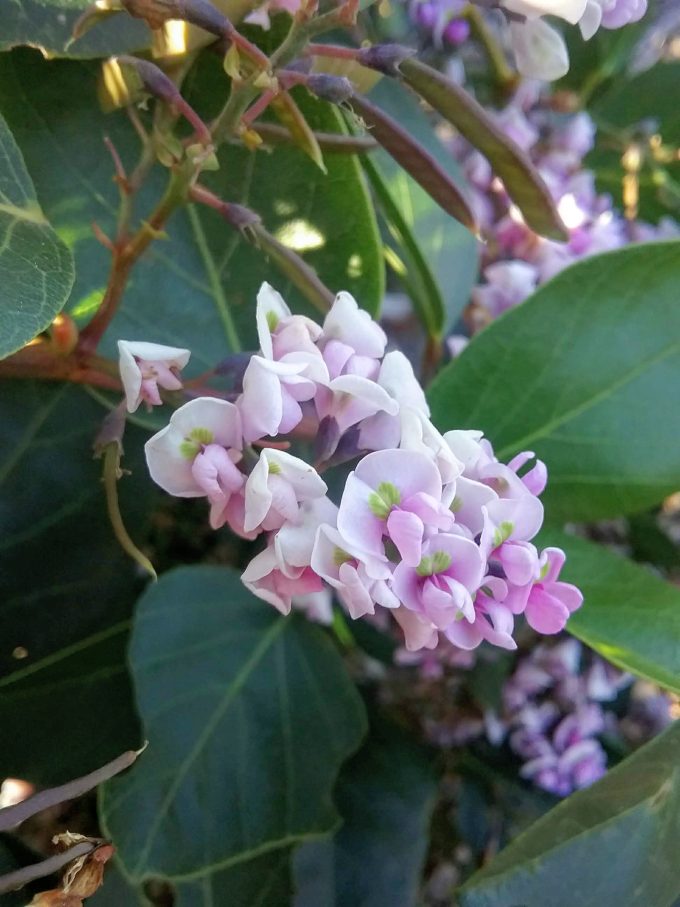 Hardenbergia violacea pink Australian native plant