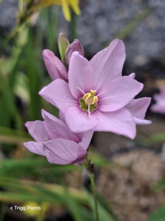 Ixia flexuosa