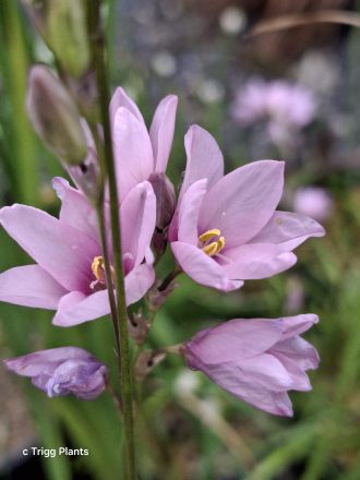 Ixia flexuosa pink