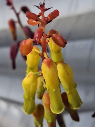 Lachenalia aloides var bicolor