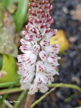 Lachenalia bachmanii