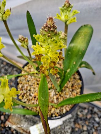 Lachenalia orchioides var orchioides