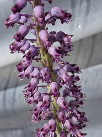 Lachenalia pustulata red