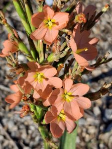 Moraea flacida