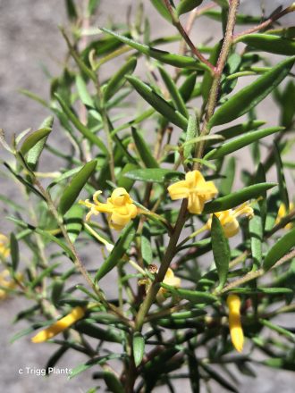 Persoonia oxycoccoides Australian native plant