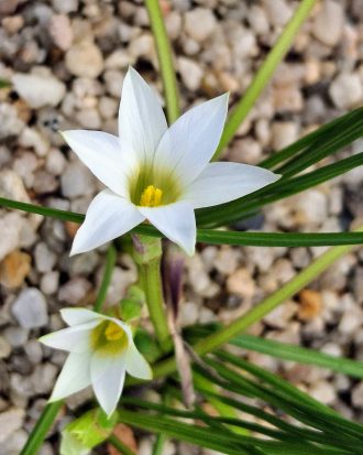 Romulea bulbocodium Alba