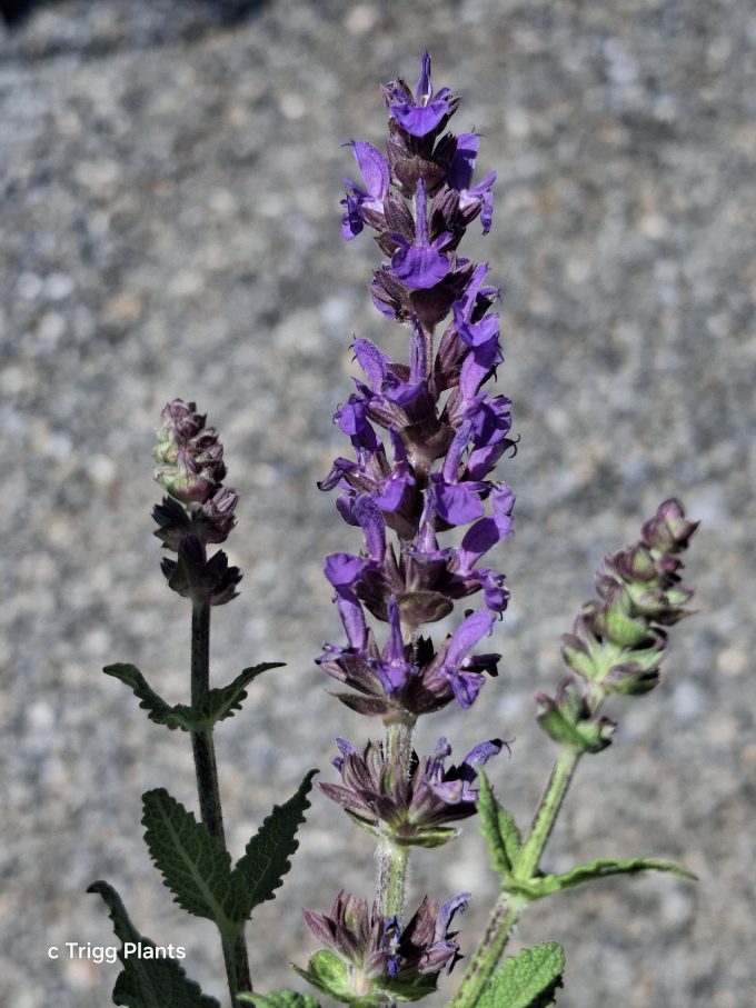 Salvia nemorosa May Night perennial plant