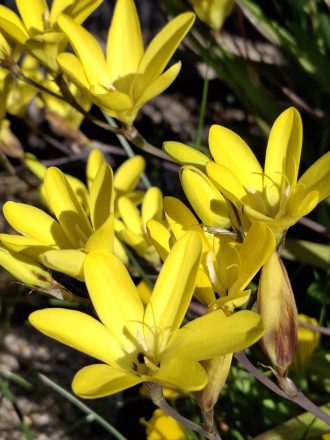 Sparaxis grandiflora var acutiloba