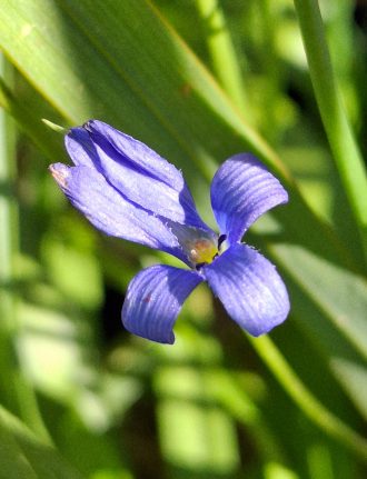 Tecophilea violiflora 10 Seeds