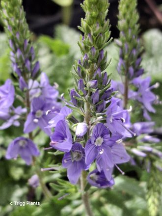 Veronica schmidtiana nana perennial plant