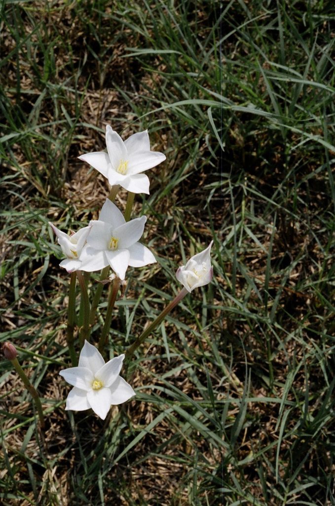 Zephyranthes chlorosolens