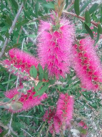 Callistemon Bronwen Australian native plant