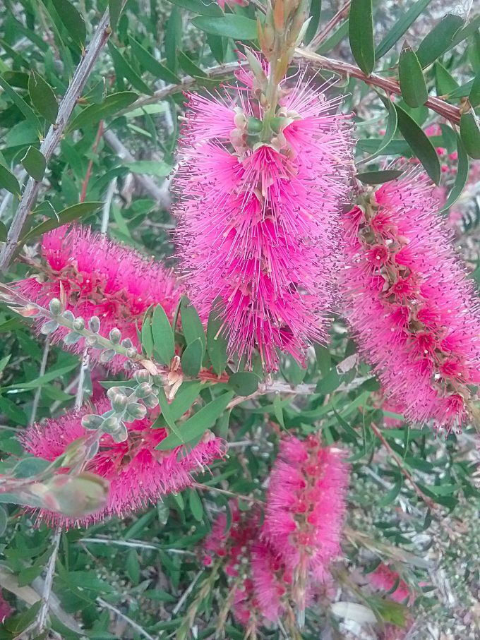 Callistemon Bronwen Australian native plant