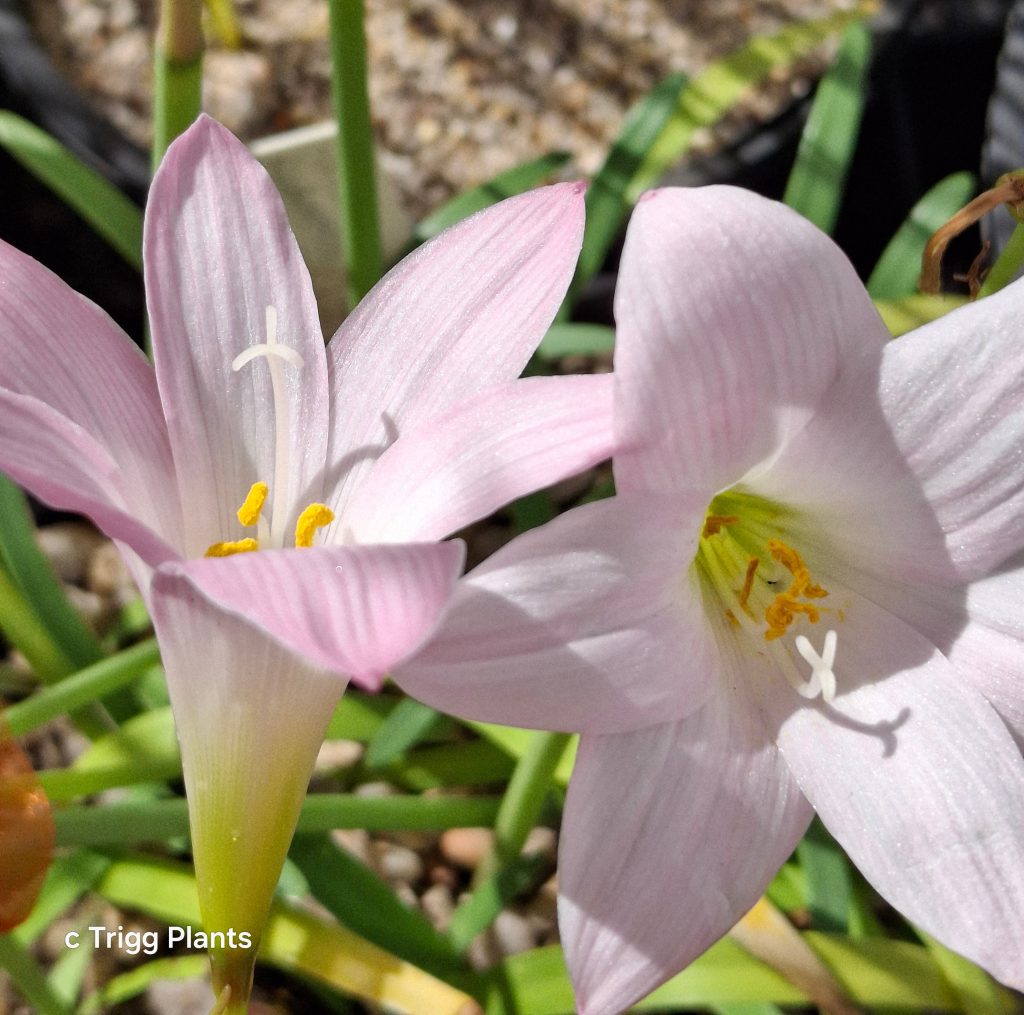 Zephyranthes robusta “John Fellens”