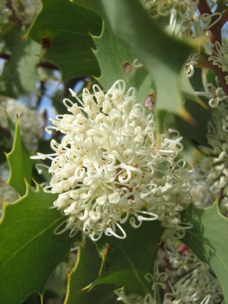 Hakea cristata Australian native plant