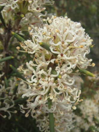 Hakea obliqua Australian native plant