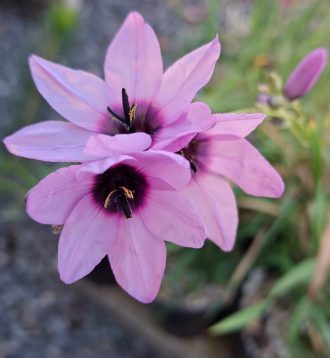Ixia gloriosa