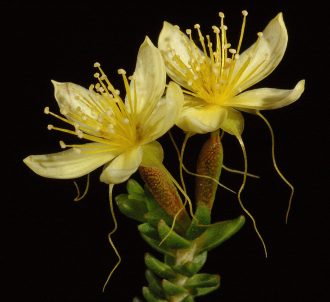 Calytrix angulata Australian native plant