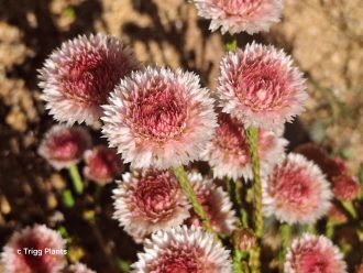 Actinodium cunninghamii Australian native plant