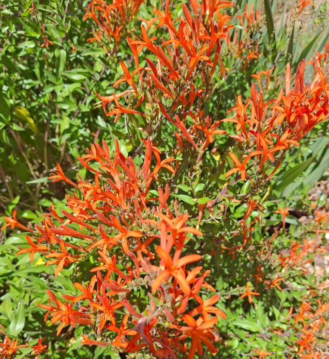 Anisacanthus quadrifidus perennial plant