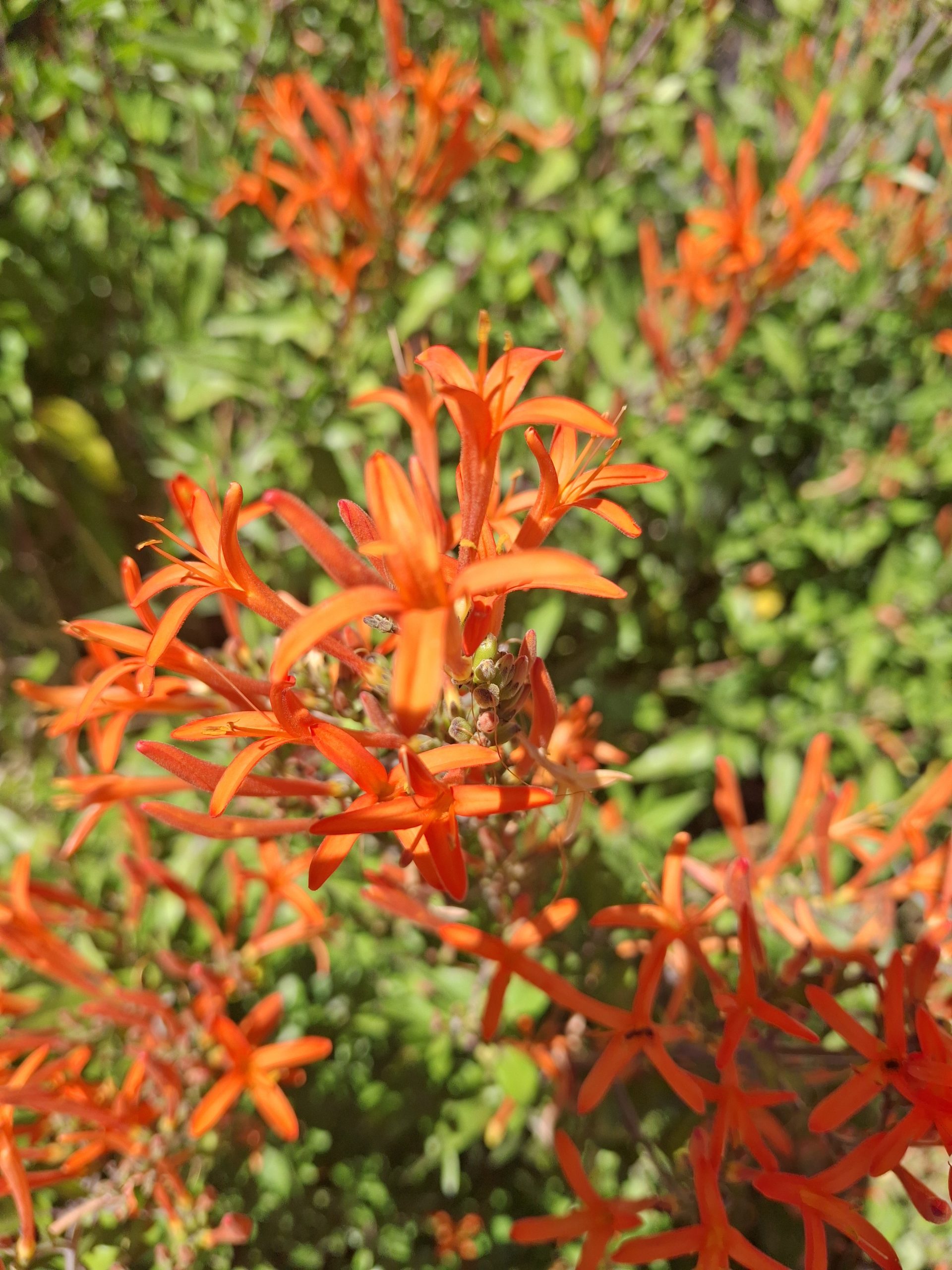 Anisacanthus quadrifidus in 68mm Super Tube - Image 2