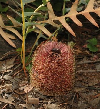 Banksia gardneri Australian native plant